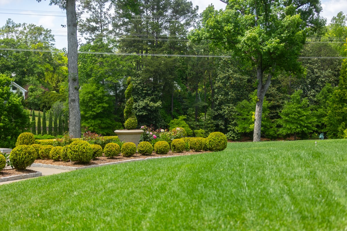 healthy lawn in upstate sc