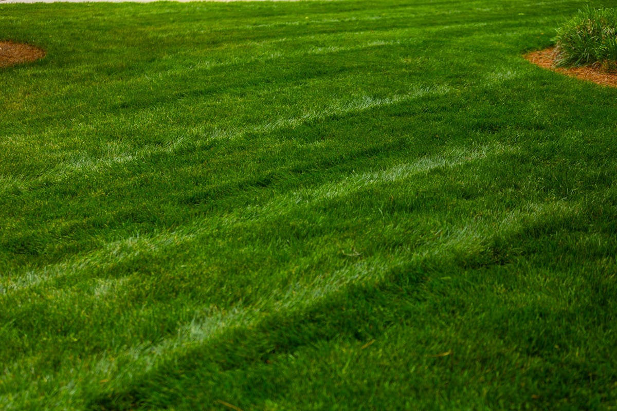 great lawn care results