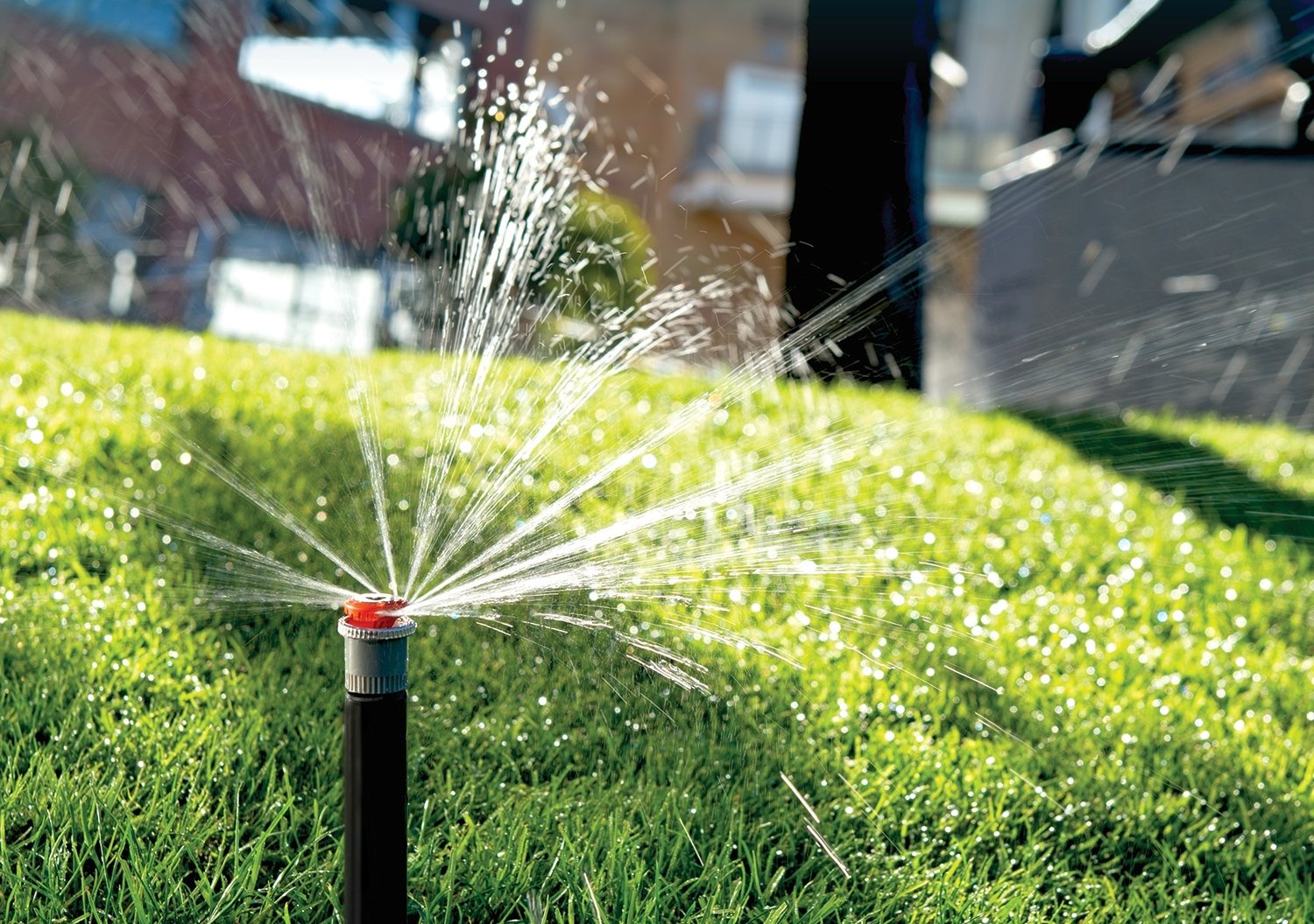 proper watering is critical to the success of new grass seed