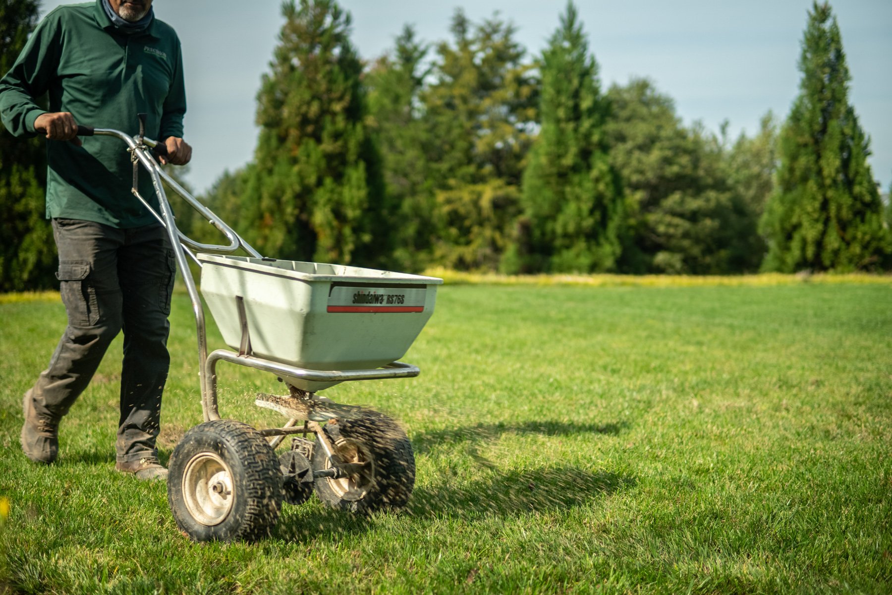 adding fresh seed during overseeding improves lawn health and thickness
