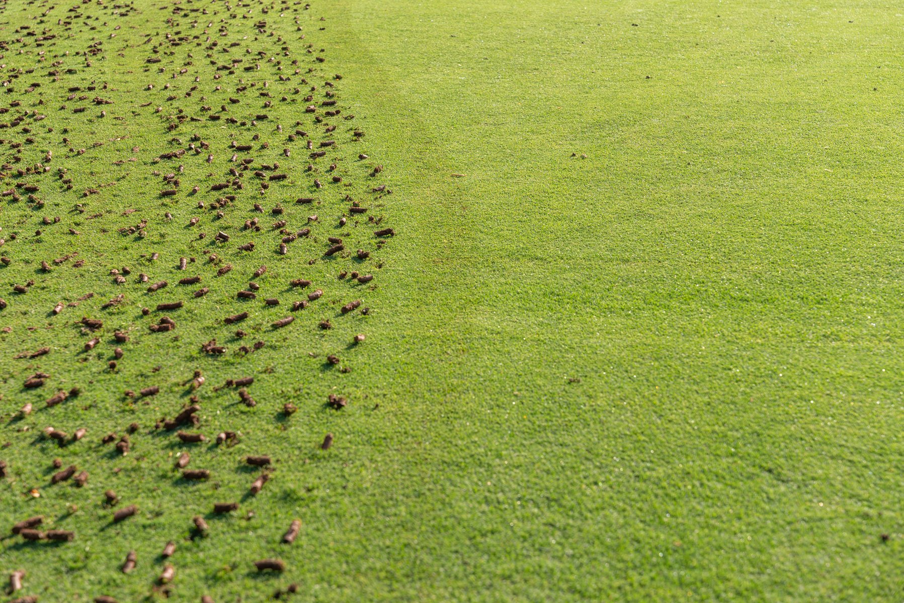 a lawn after being core aerated
