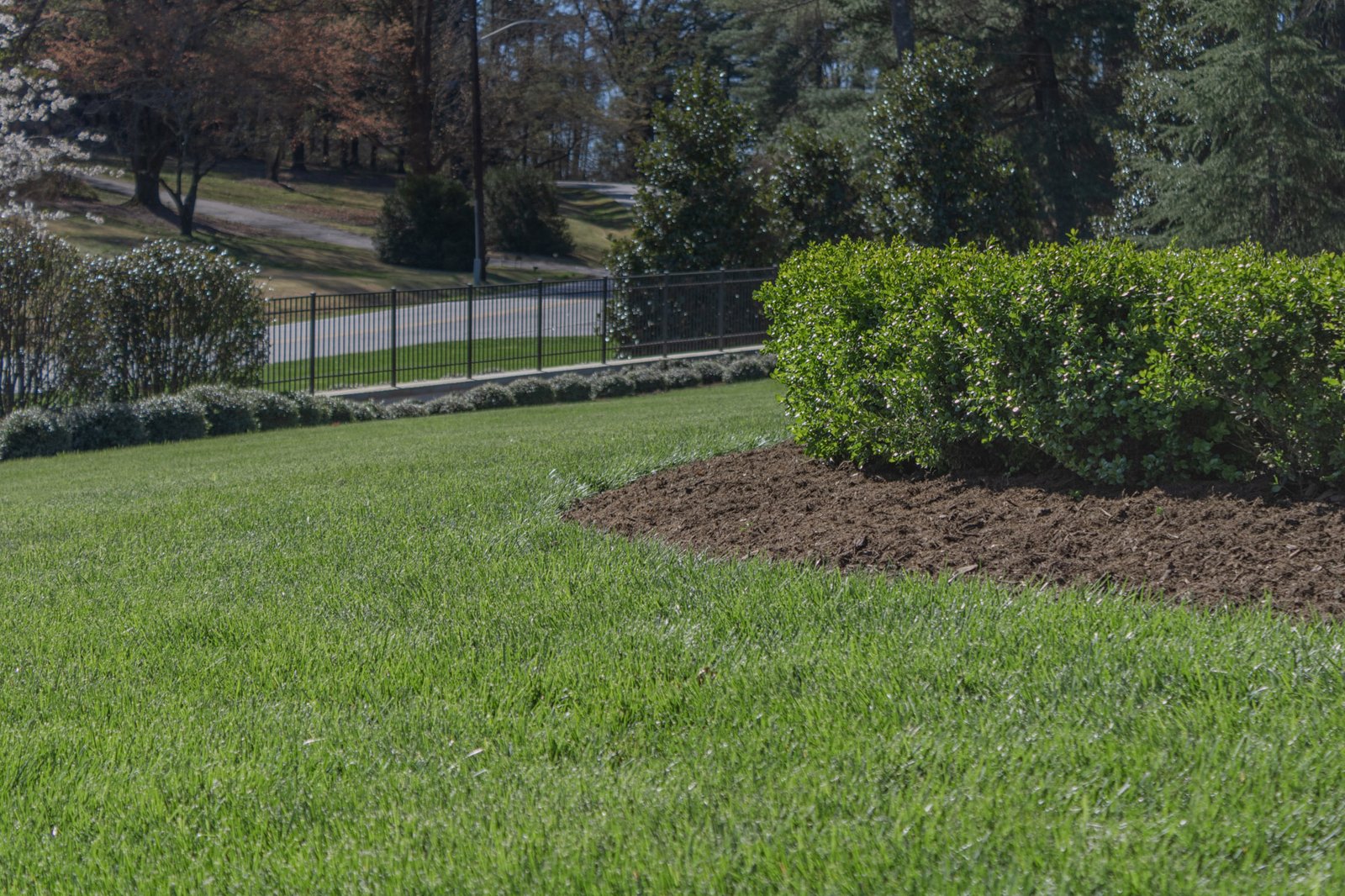 manicured lawn and shrubs