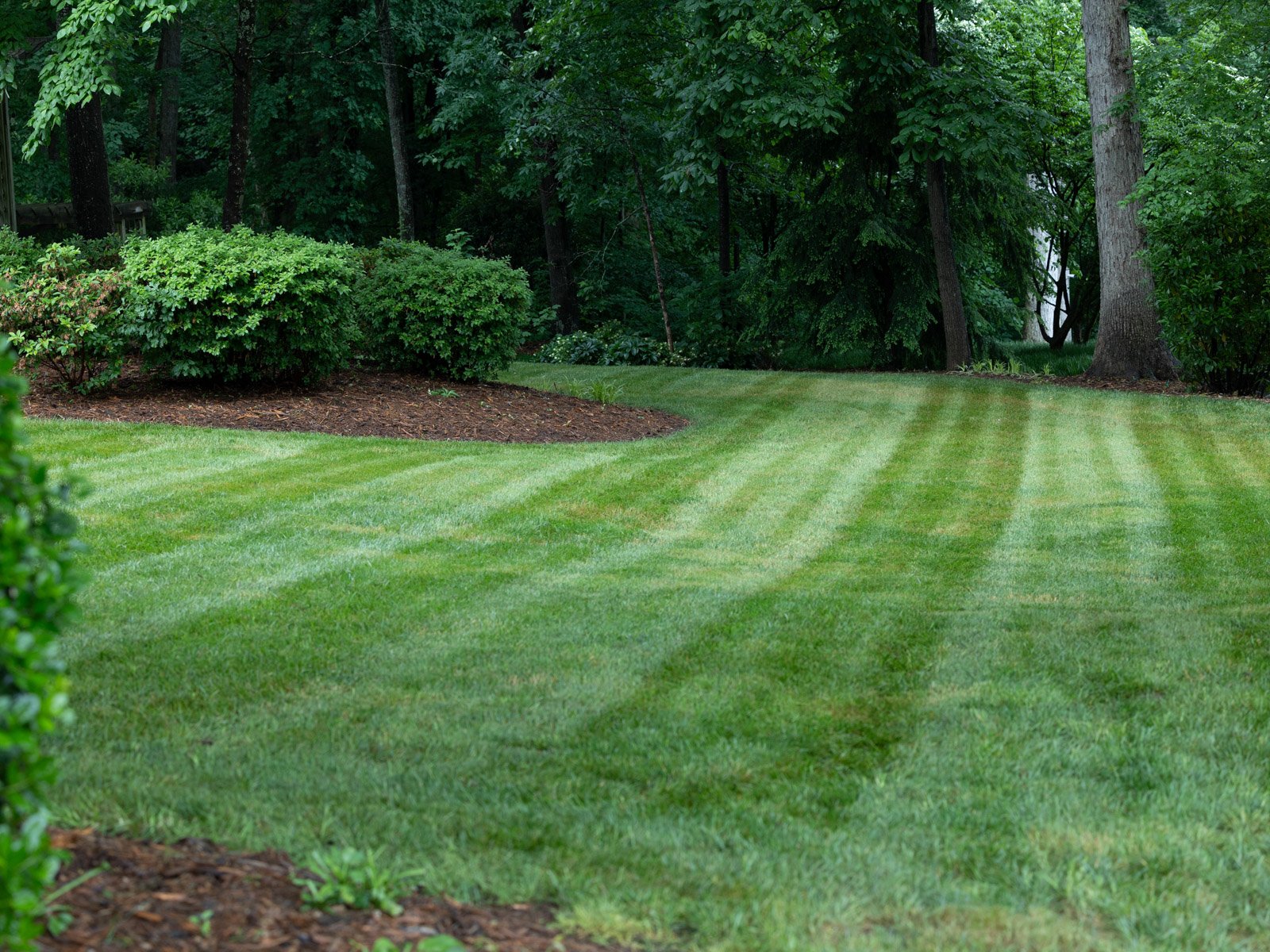 nice lawn lines grass green planting beds