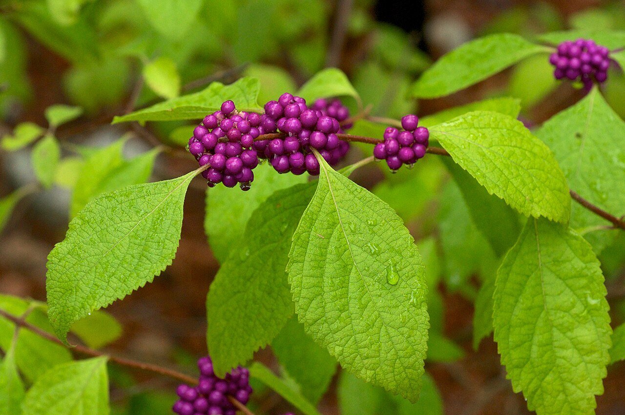 American Beautyberry (callicarpa americana) berries