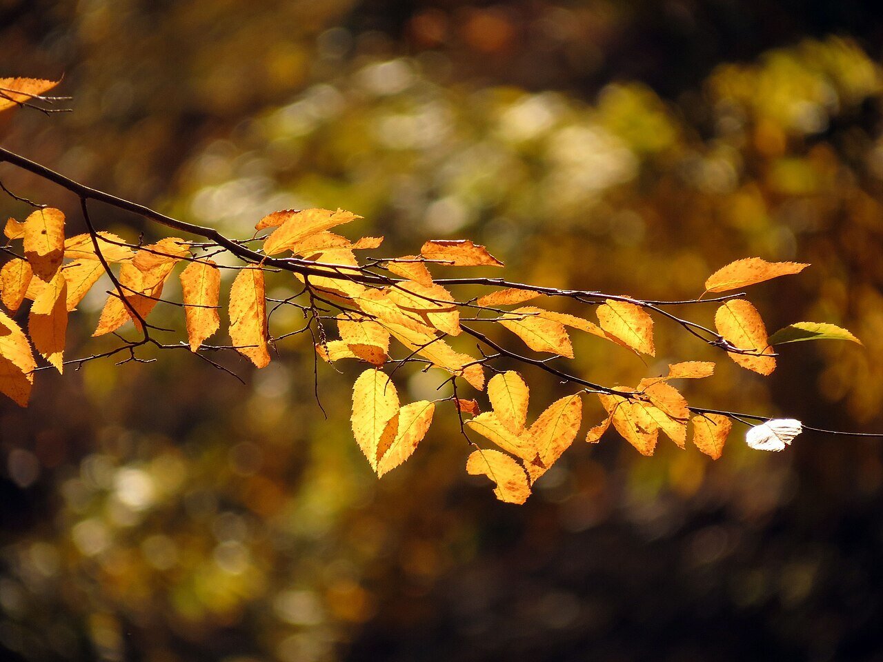 American Hornbeam (carpinus caroliniana) foliage in fall