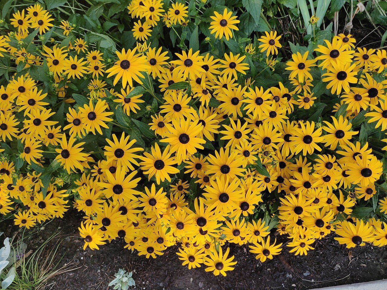 Black Eyed Susan (rudbeckia fulgida) flower bed