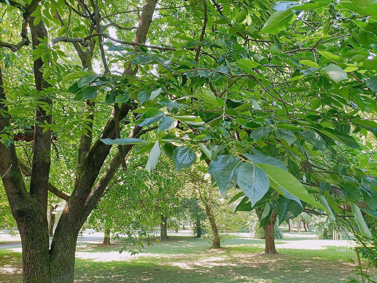 mature Black Gum (nyssa sylvatica) tree