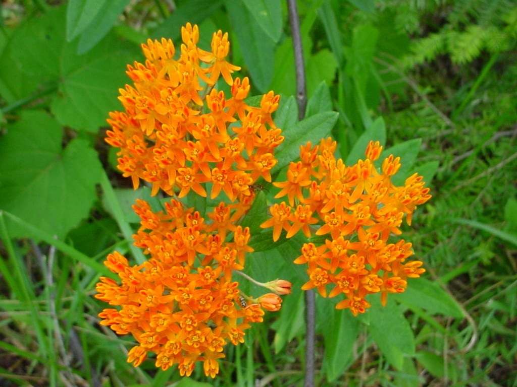 Butterfly Weed (asclepias tuberosa) with bright orange flowers