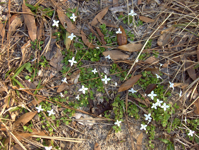 buttonweed prefers moist, soggy areas