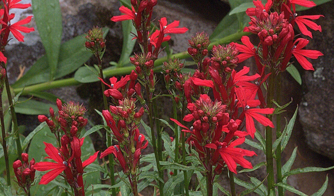 Cardinal Flower (lobelia cardinalis) native perennial