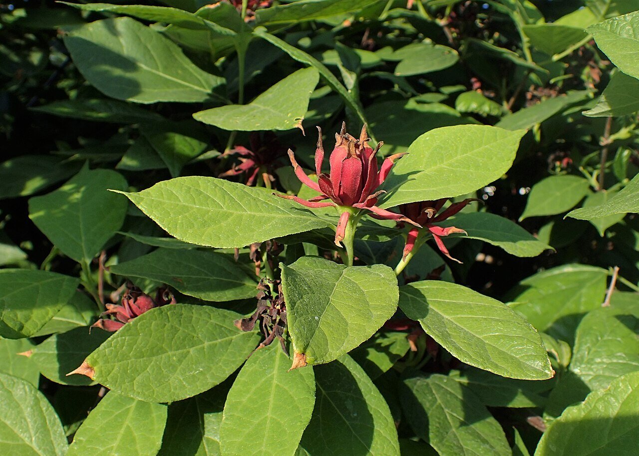 Carolina Allspice (calycanthus floridus) flower