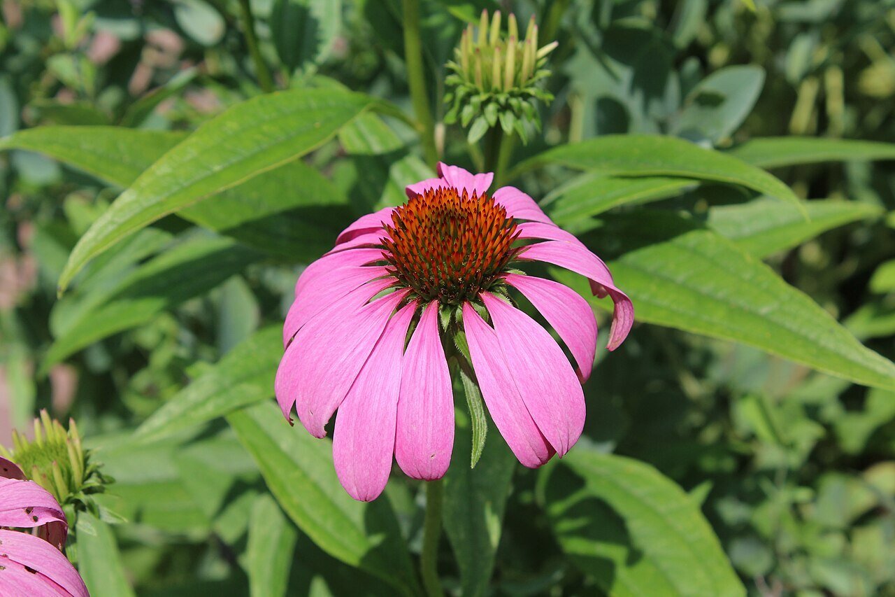 Purple Coneflower (echinacea purpurea) flower