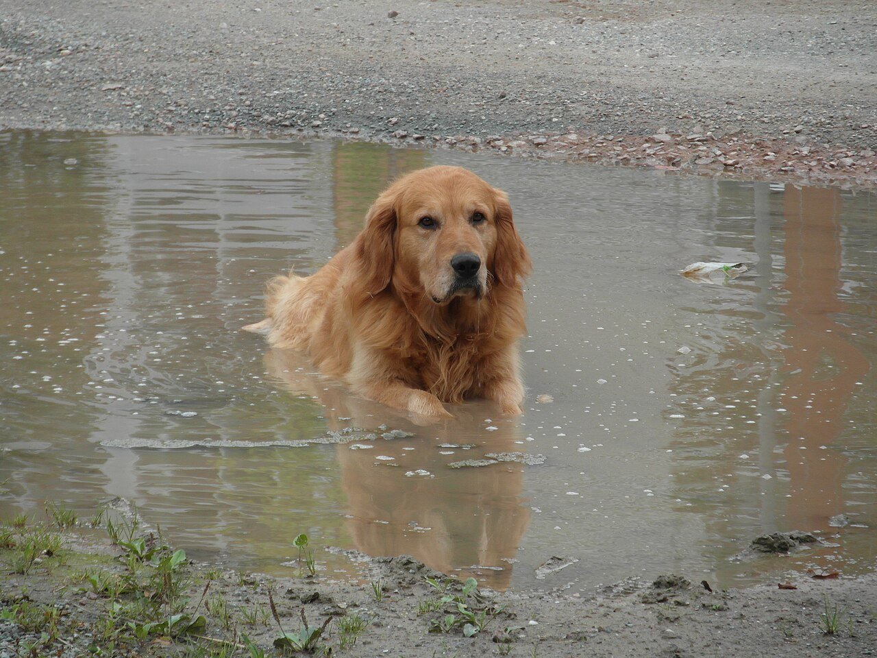 dog sitting in a puddle of water