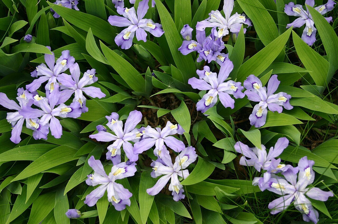 Dwarf Crested Iris (iris cristata) groundcover flowers