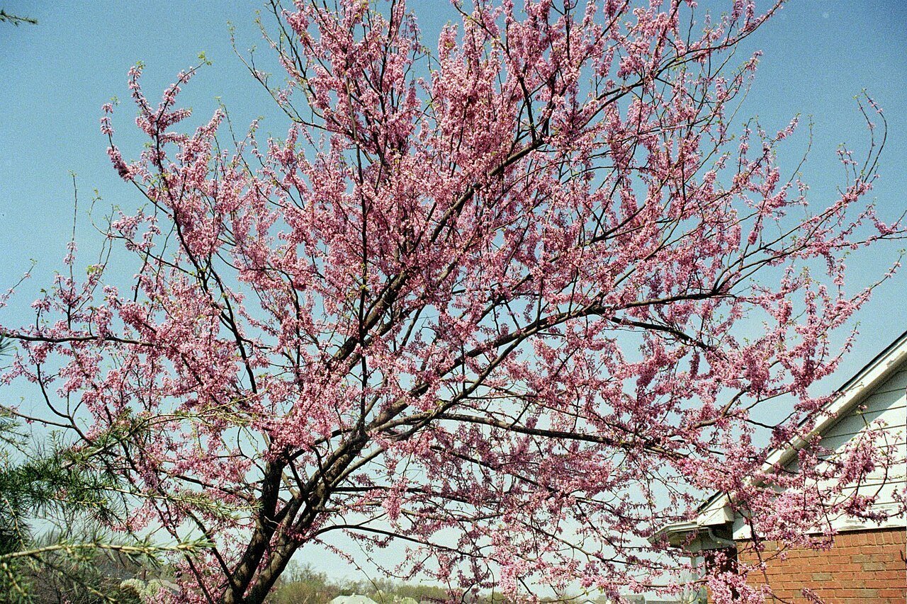Eastern Redbud (cercis canadensis) in bloom