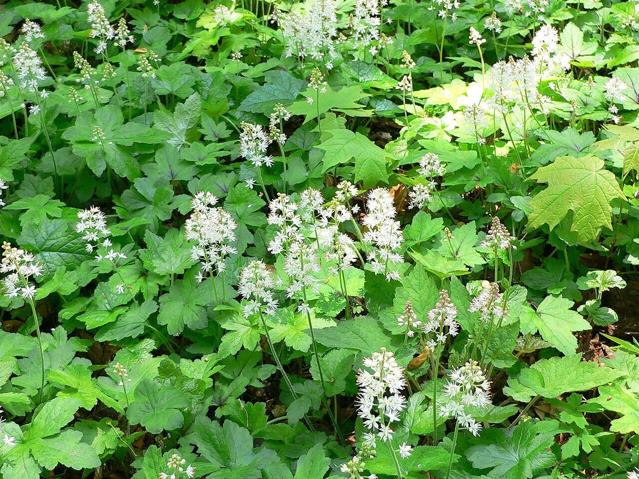 Foamflower (tiarella cordifolia) blossoms