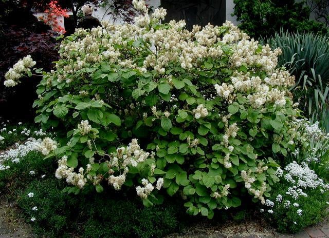 Mountain Witch-Alder (fothergilla major) bush in Upstate SC