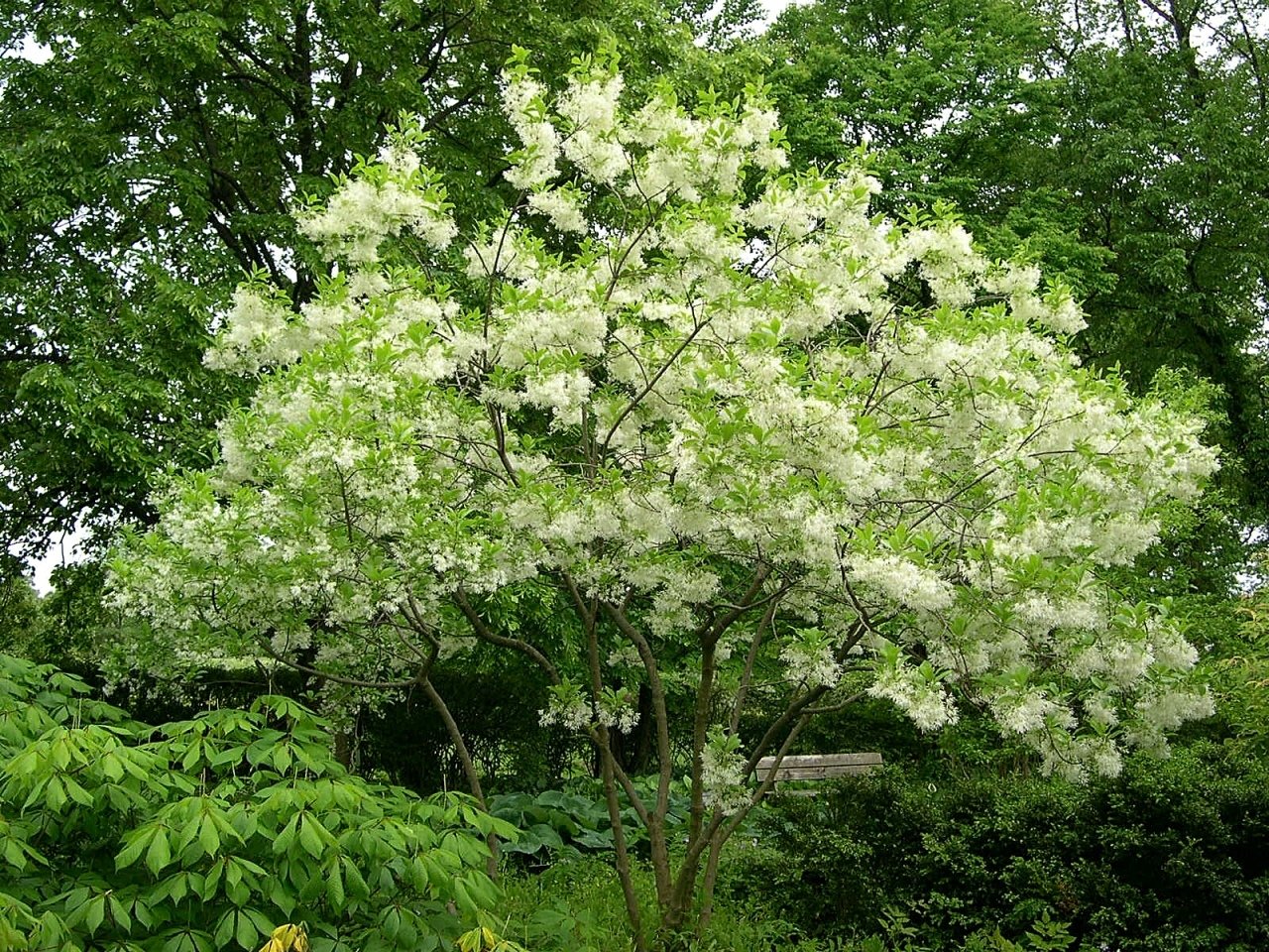 Fringe Tree (chionanthus virginicus) in bloom