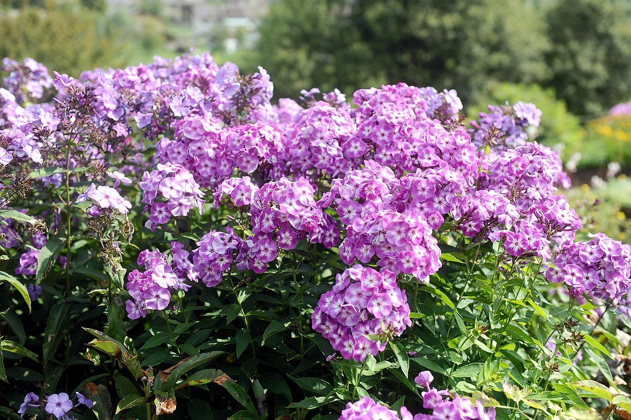 Garden Phlox (phlox paniculata) blooming