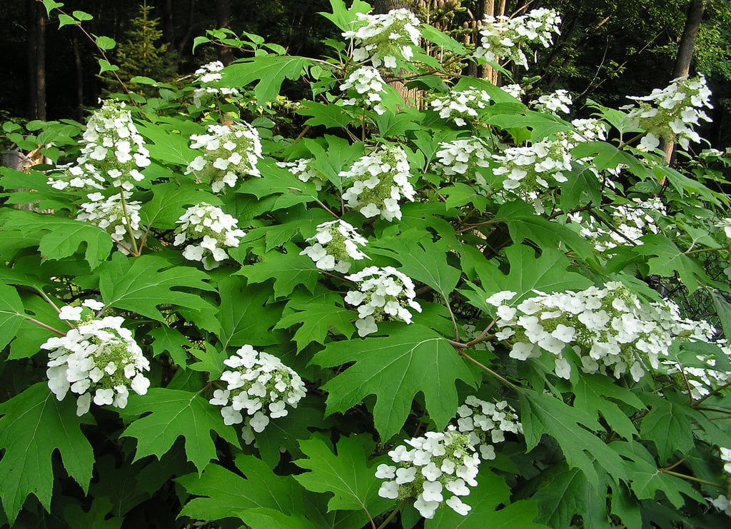 Oakleaf Hydrangea (hydrangea quercifolia) in bloom