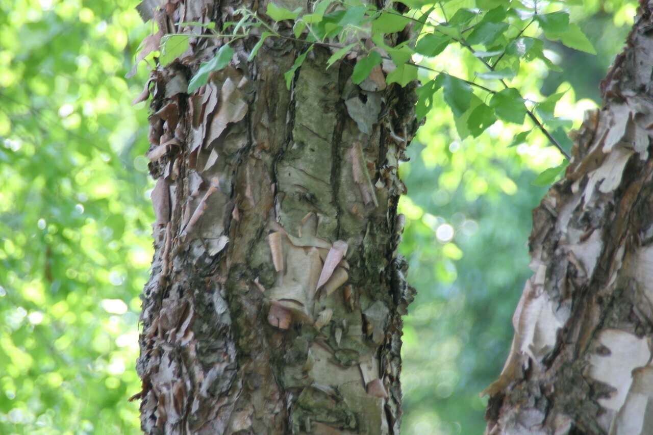 River Birch (betula nigra) bark