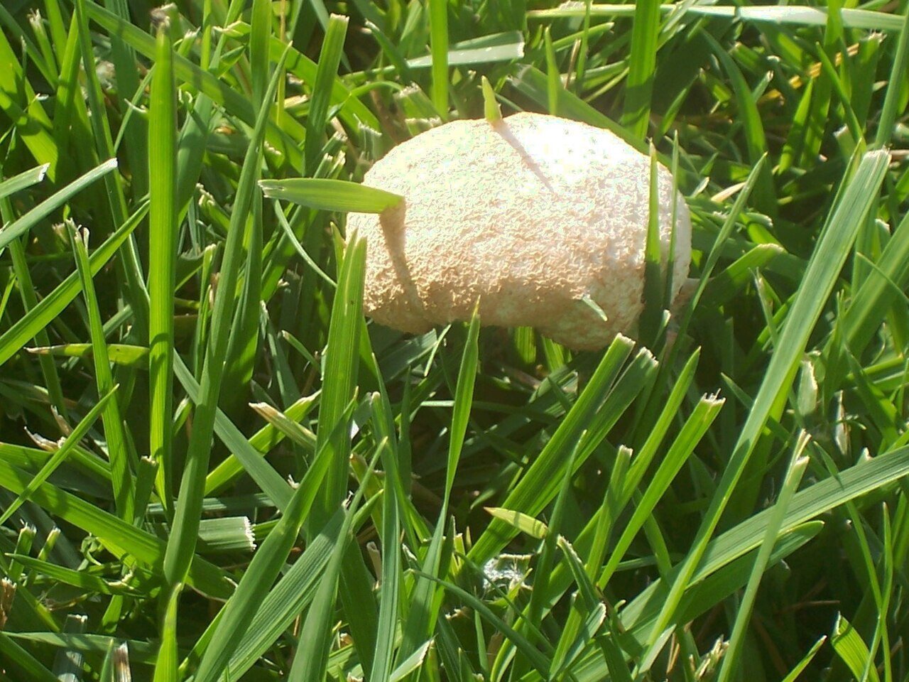 slime mold growing in grass