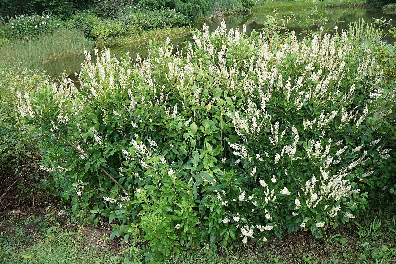 Summersweet (clethra alnifolia) bush with flowers