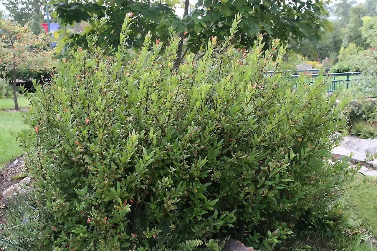 Virginia Sweetspire (itea virginica) shrub form