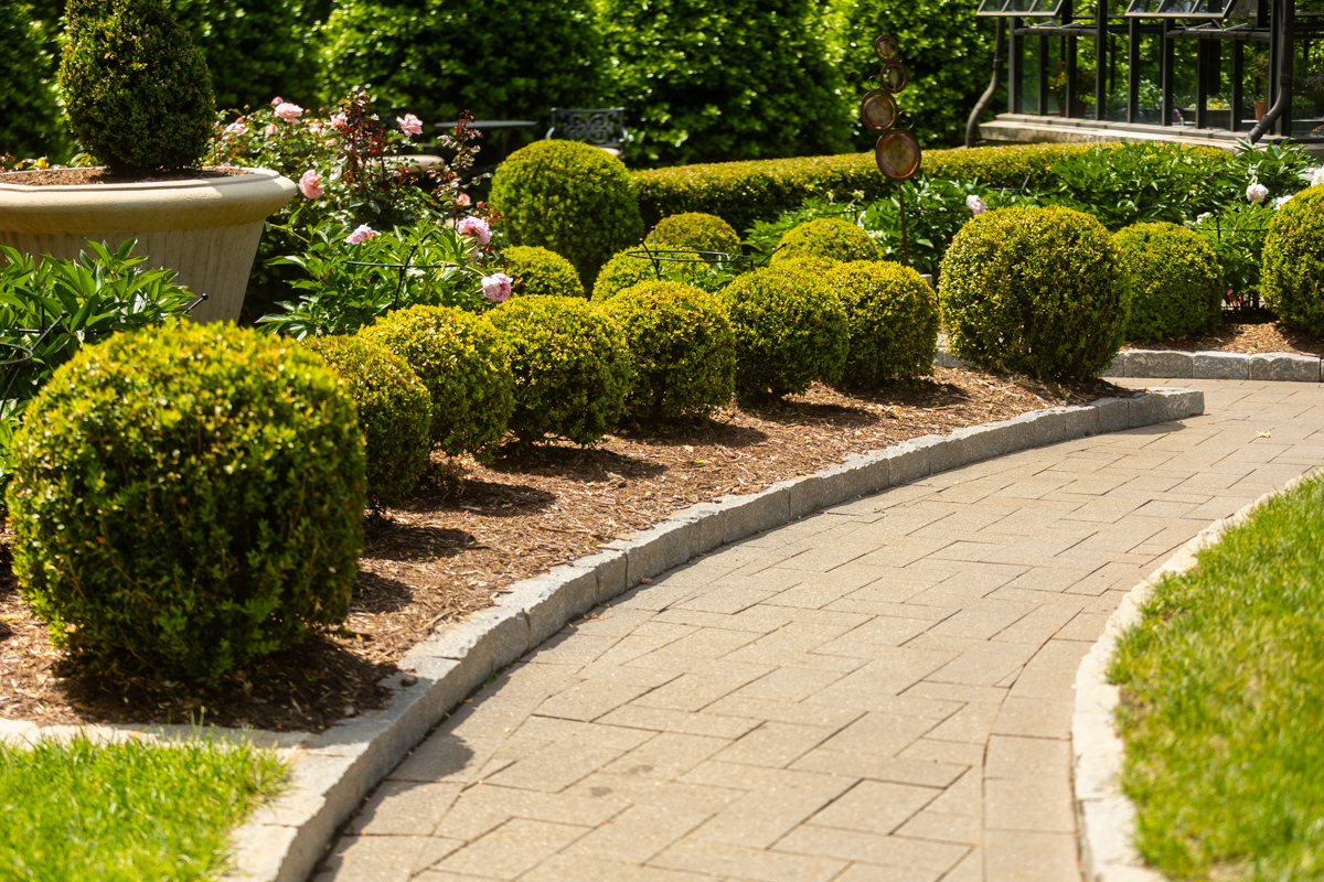 boxwood shrubs path walkway paver edge peony mulch