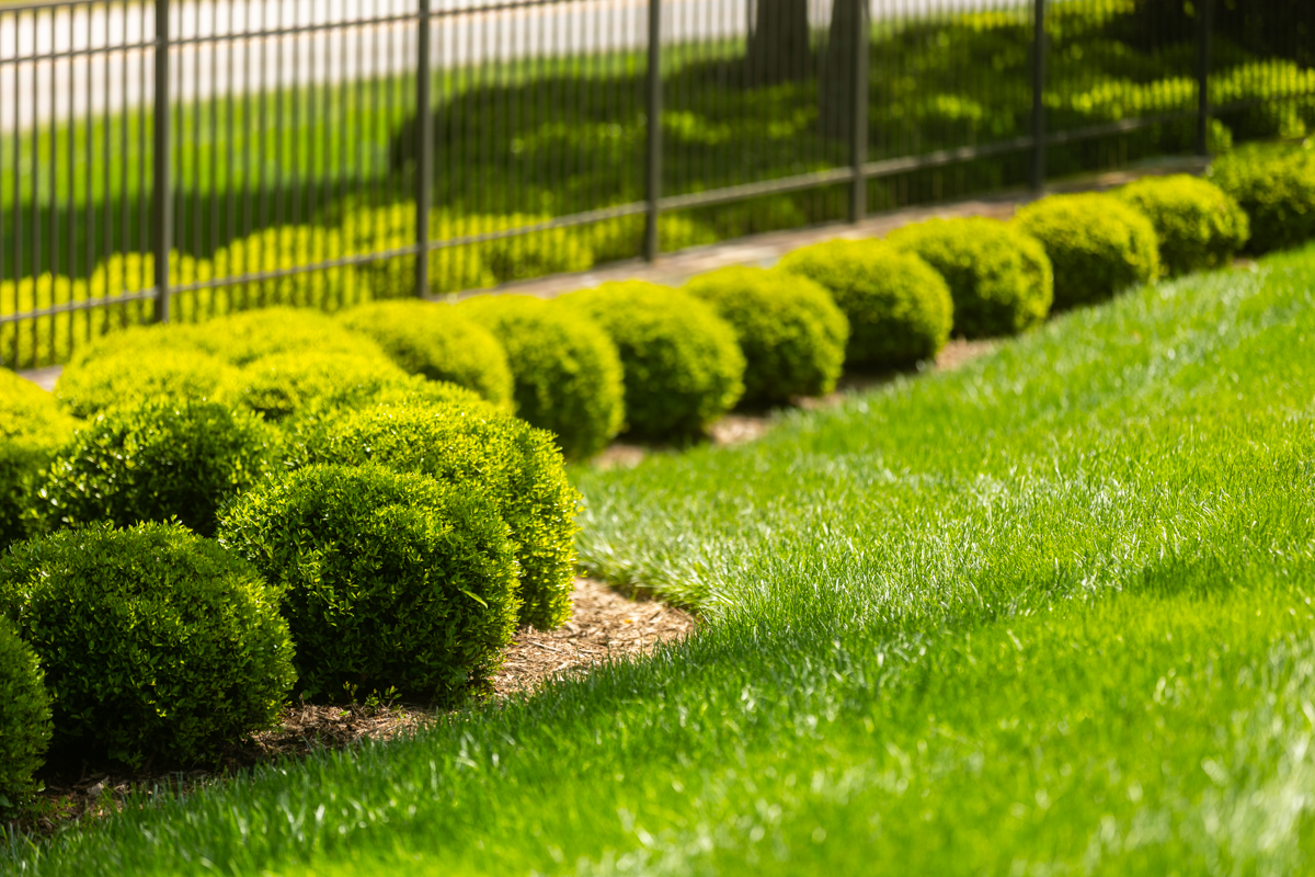 fertilization and weed control upstate sc