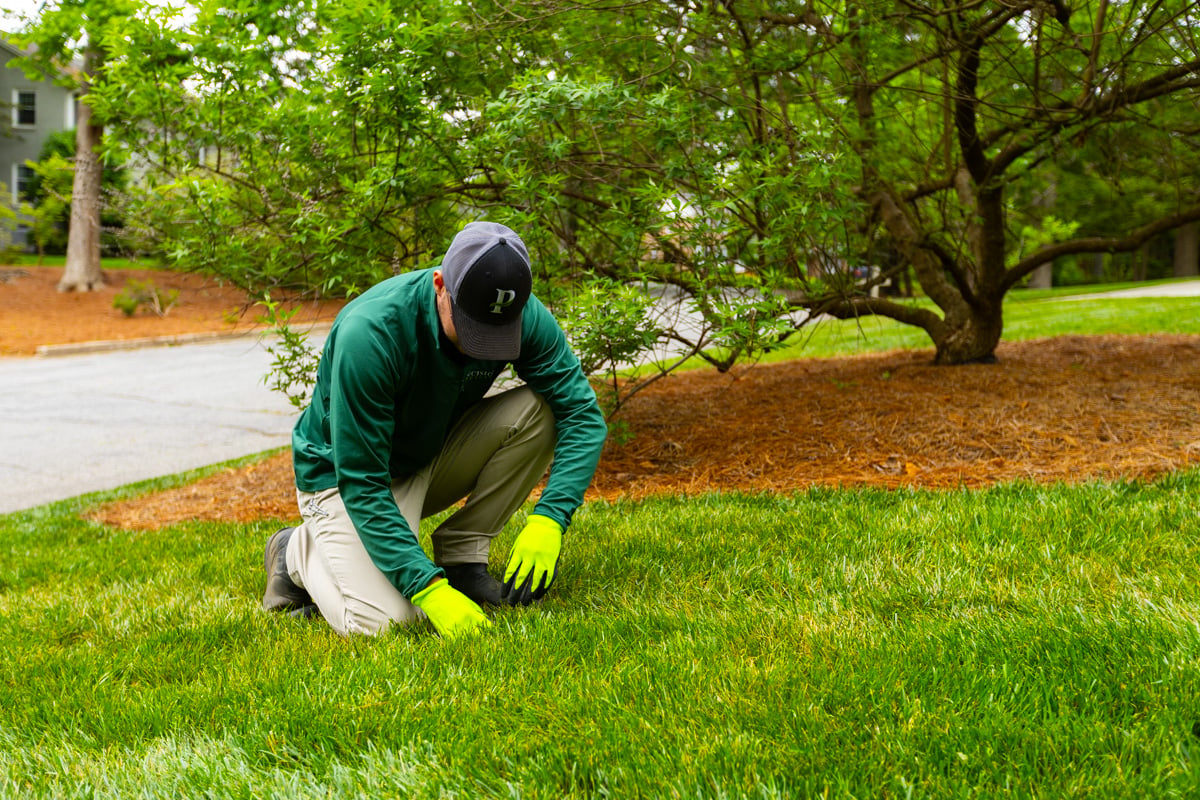 grub control greenville