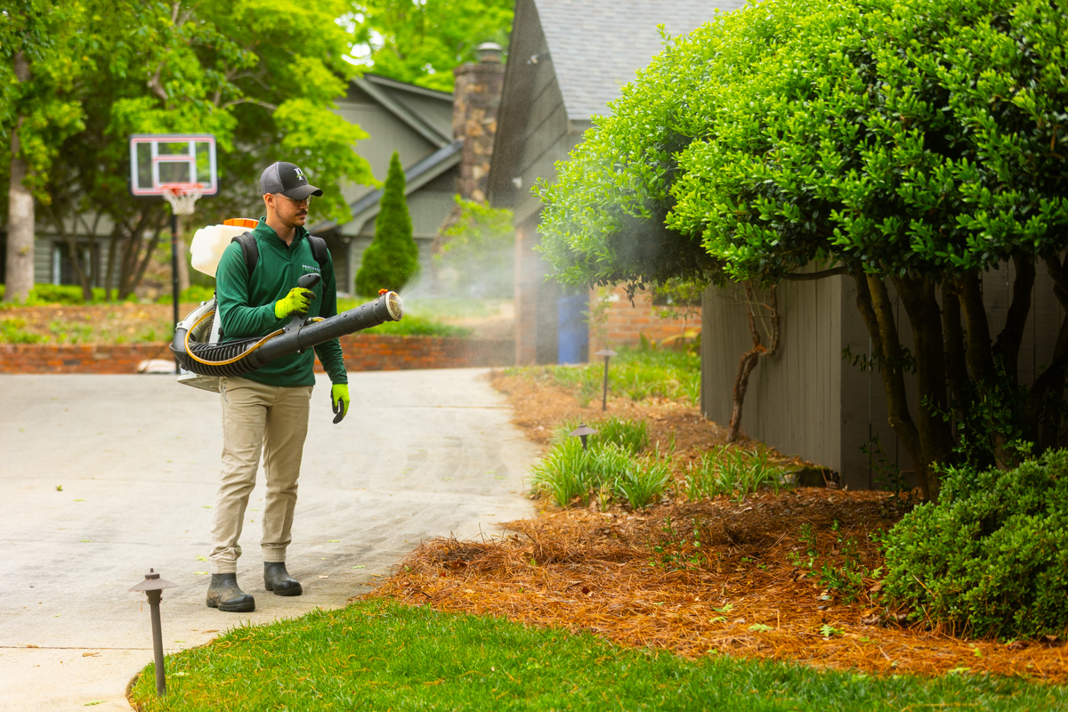 mosquito control fog application yard 4