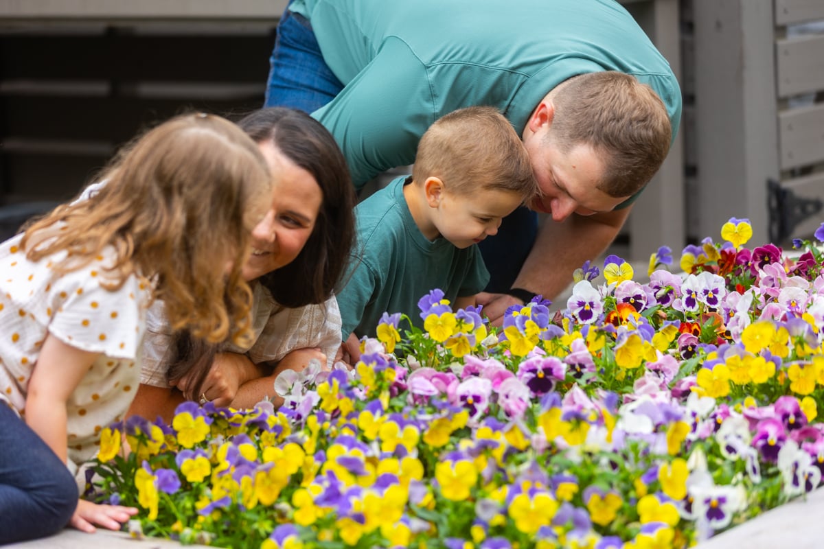 nice family flowers annuals beds pansy