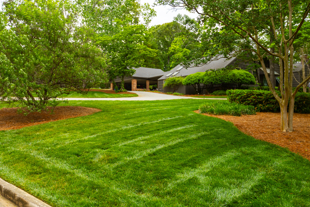 nice grass green lawn turf front yard