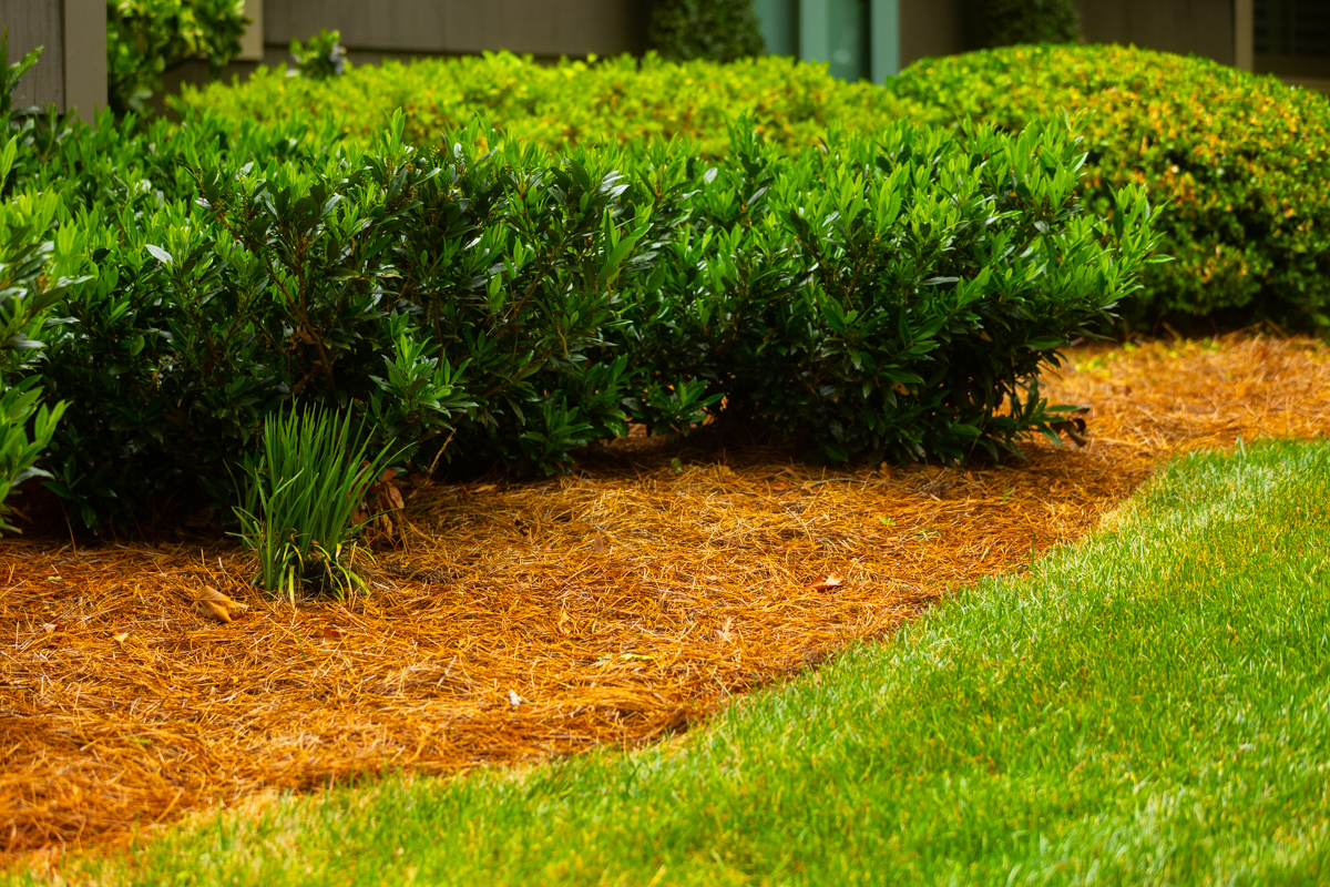 nice shrub planting bed pine fines grass