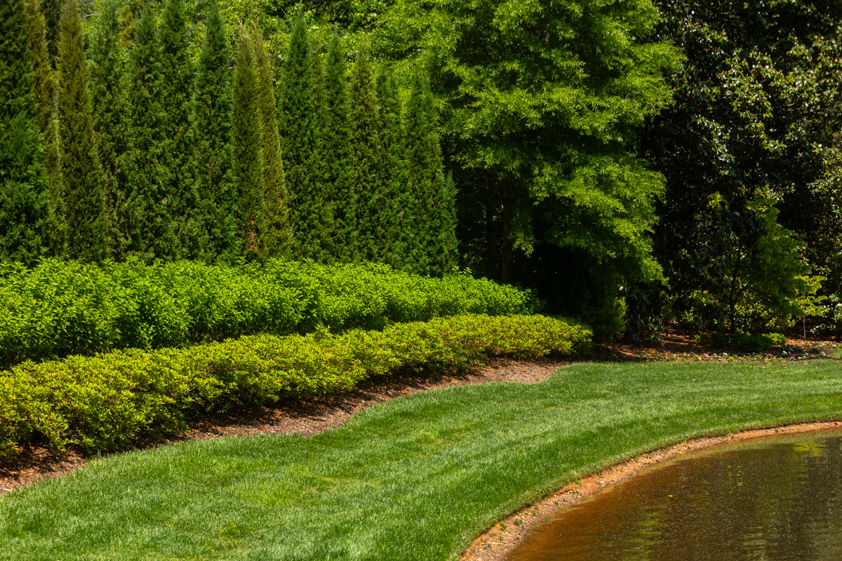 water lake shrubs plant bed arborvitae