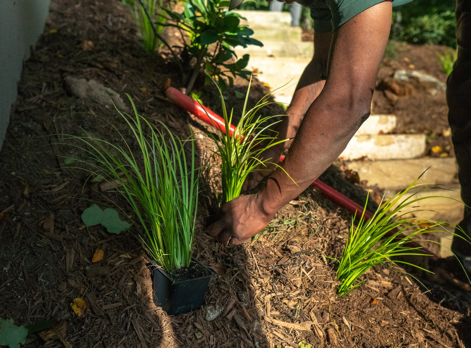 crew install plants grasses mulch detail