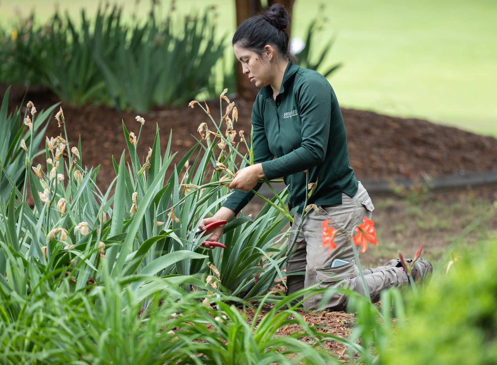 crew maintenance deadheading pruning cutting iris perennial plants