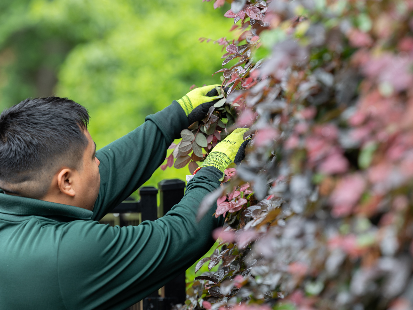 crew maintenance pruning shrubs hedge plant 3