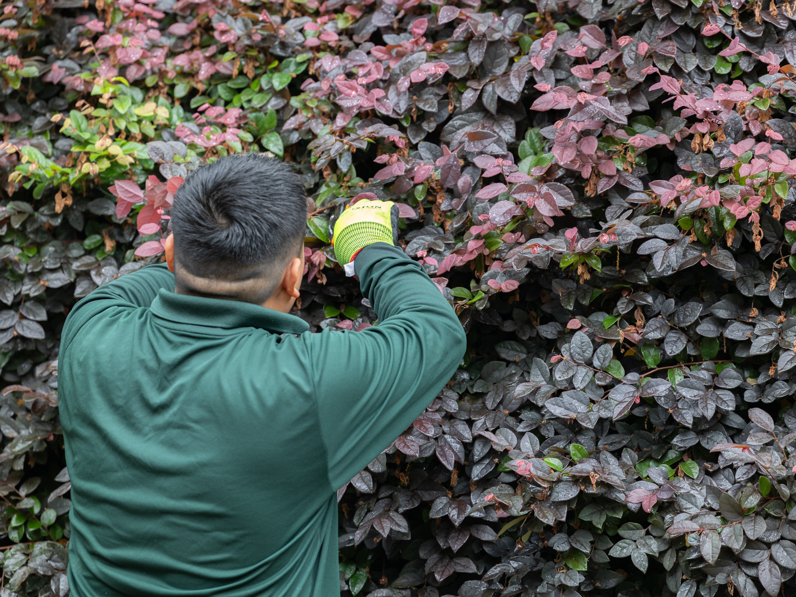 crew maintenance pruning shrubs hedge plant 5