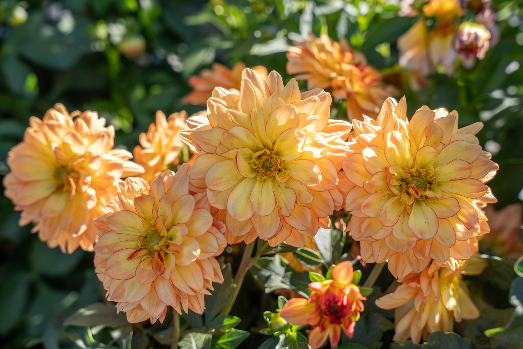 detail dahlia flower blooms orange