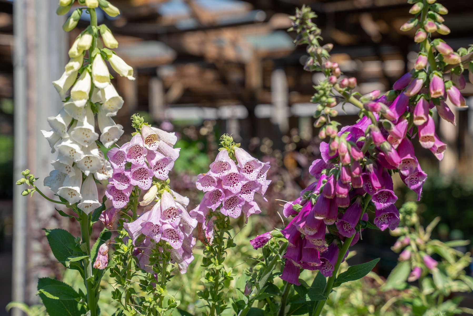 detail foxglove flowers