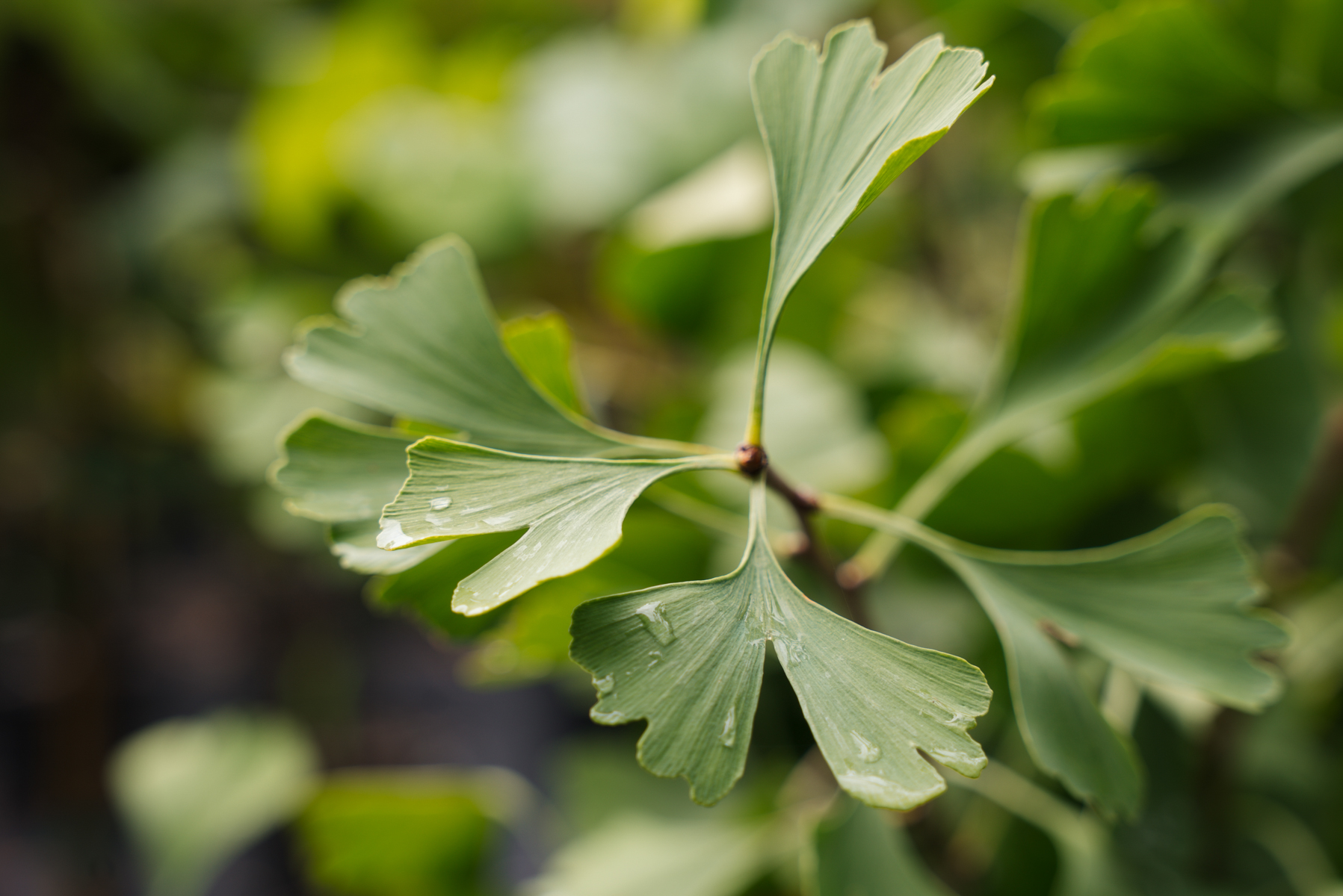 detail ginkgo tree foliage