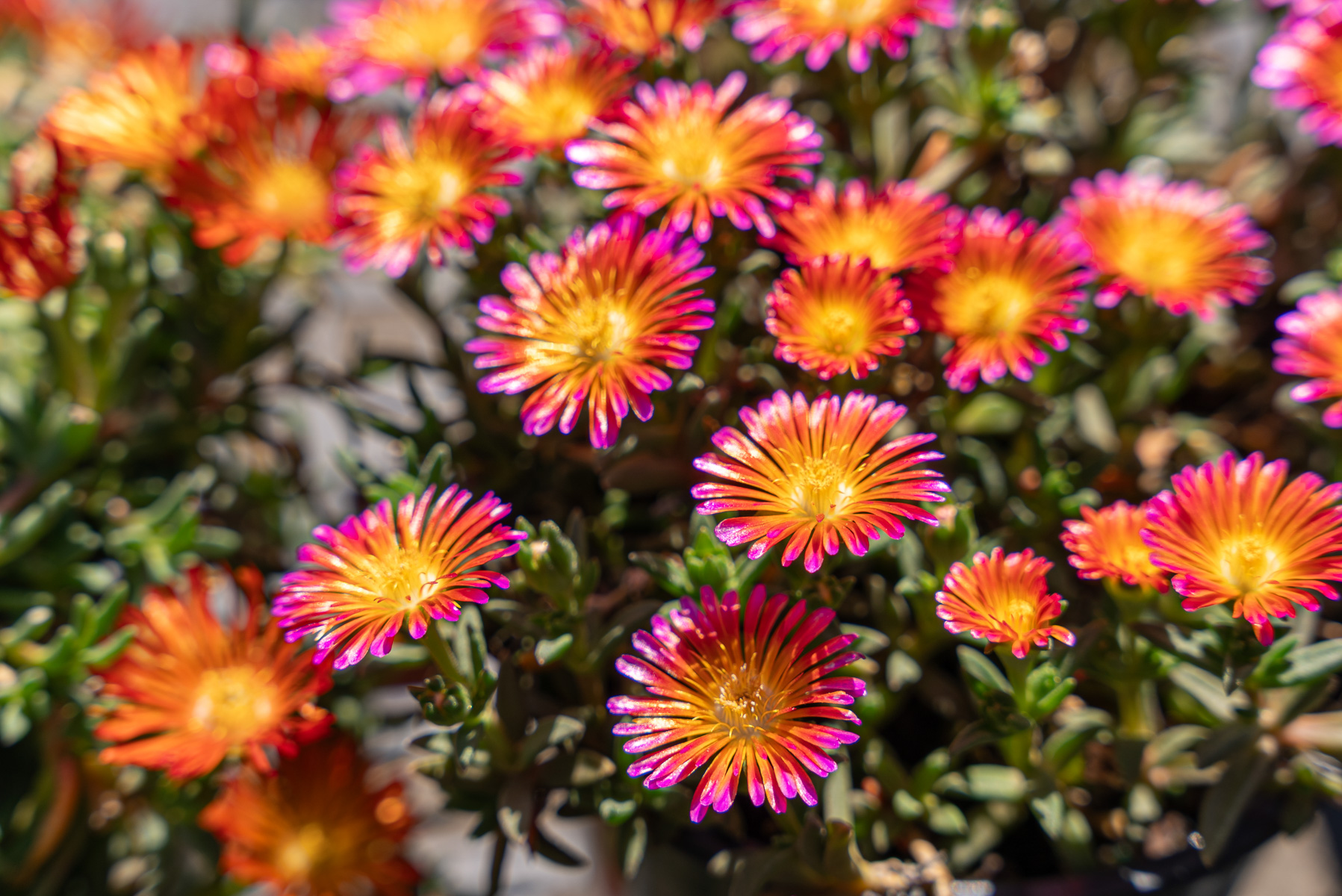 detail ice plant flowers orange pink