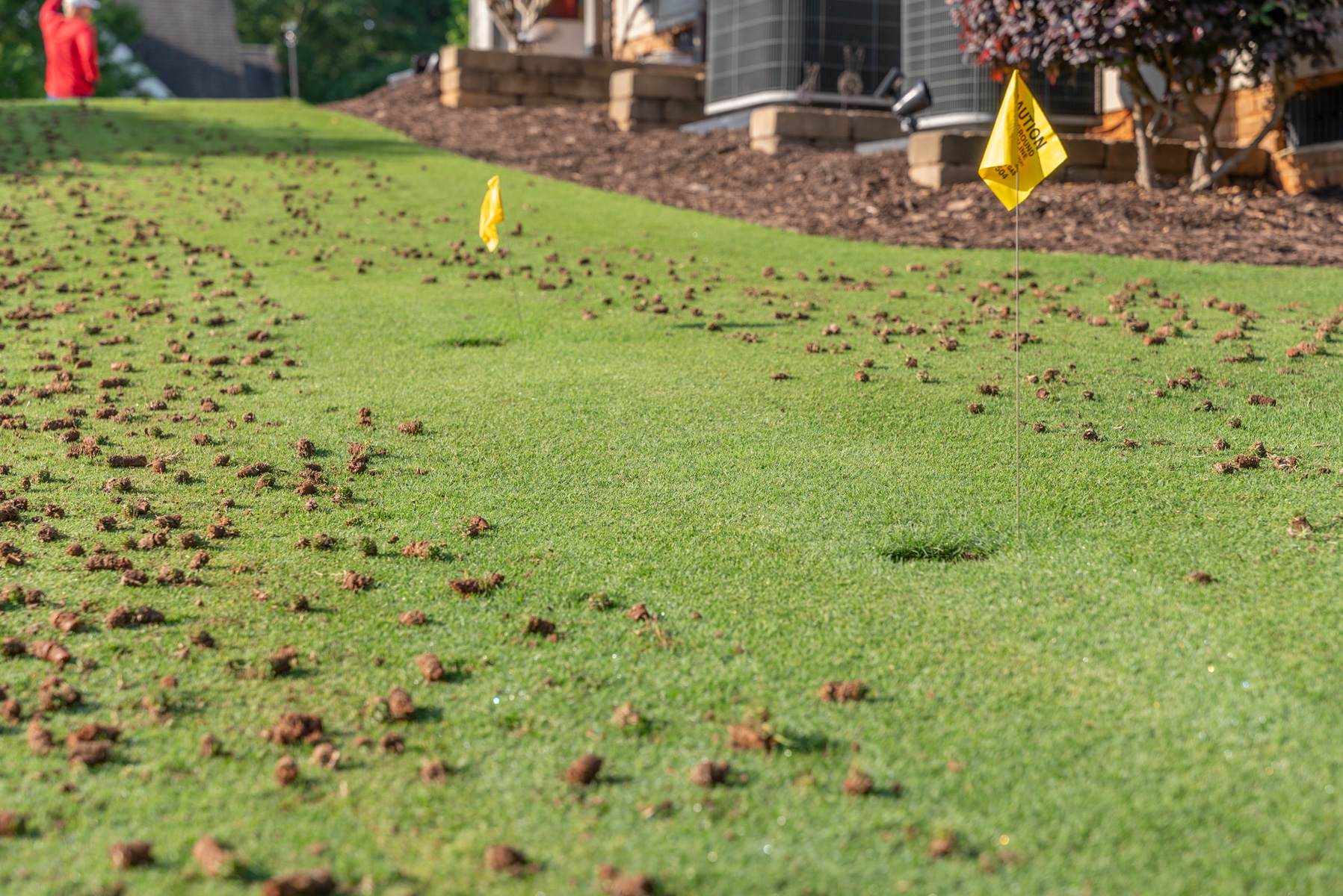 detail lawn aeration plugs dirt soil flagged sprinkler heads