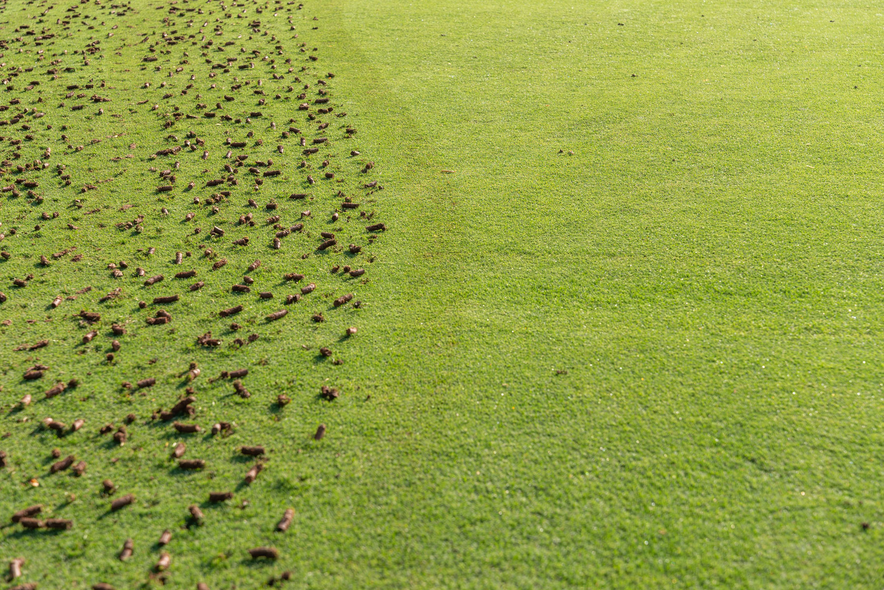 detail lawn with aeration plugs dirt soil