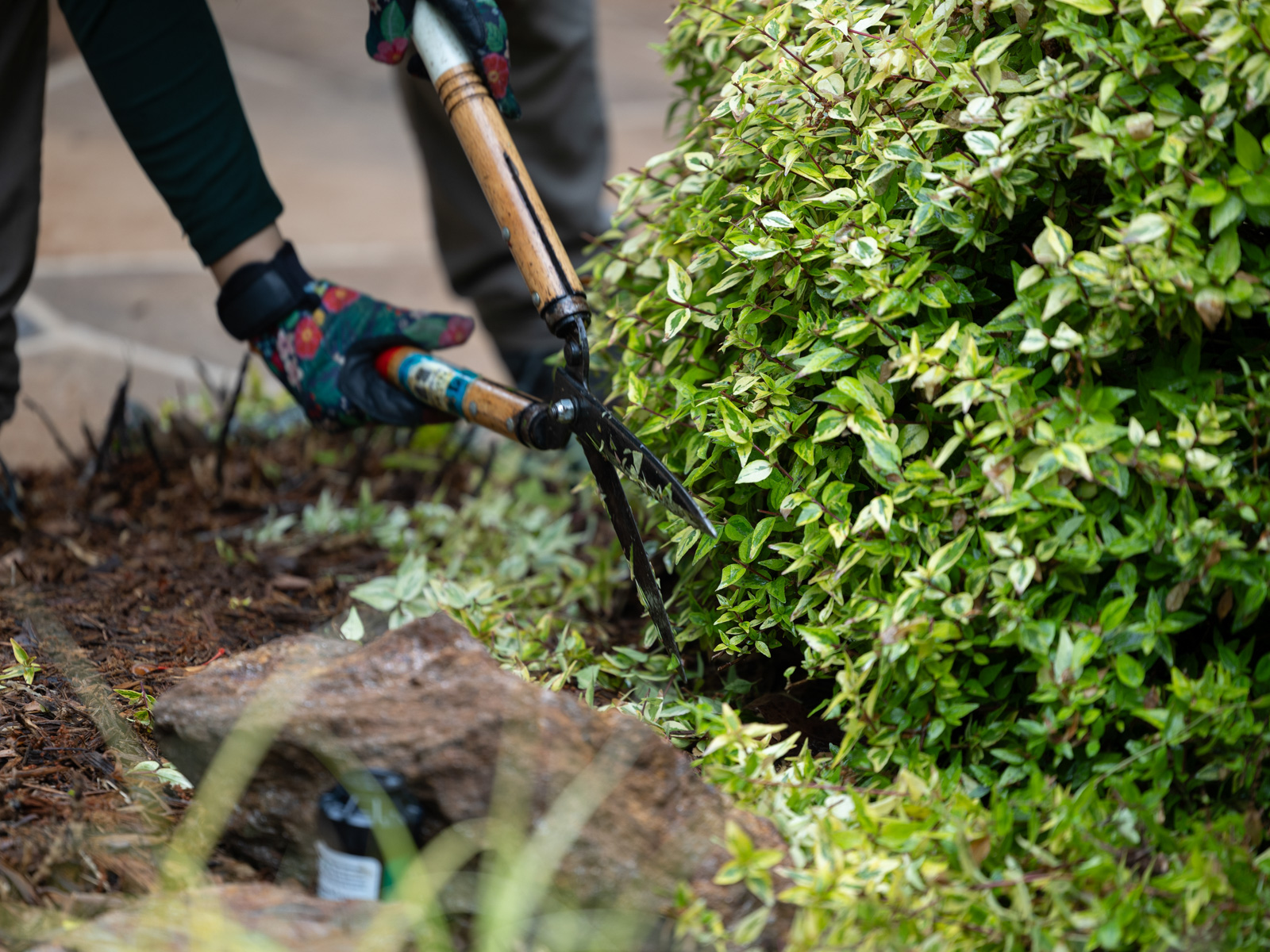 detail maintenance shears hedge pruning crew
