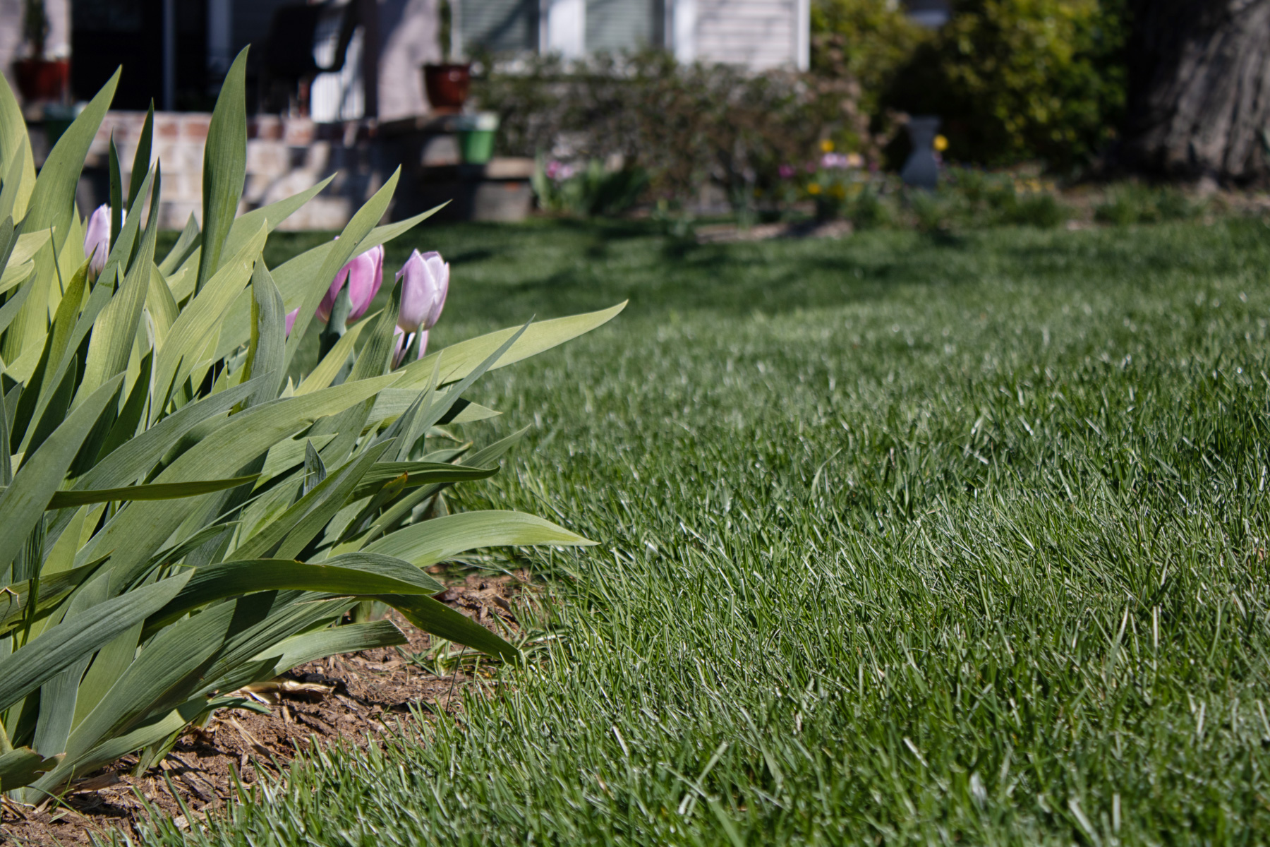 detail tulips grass