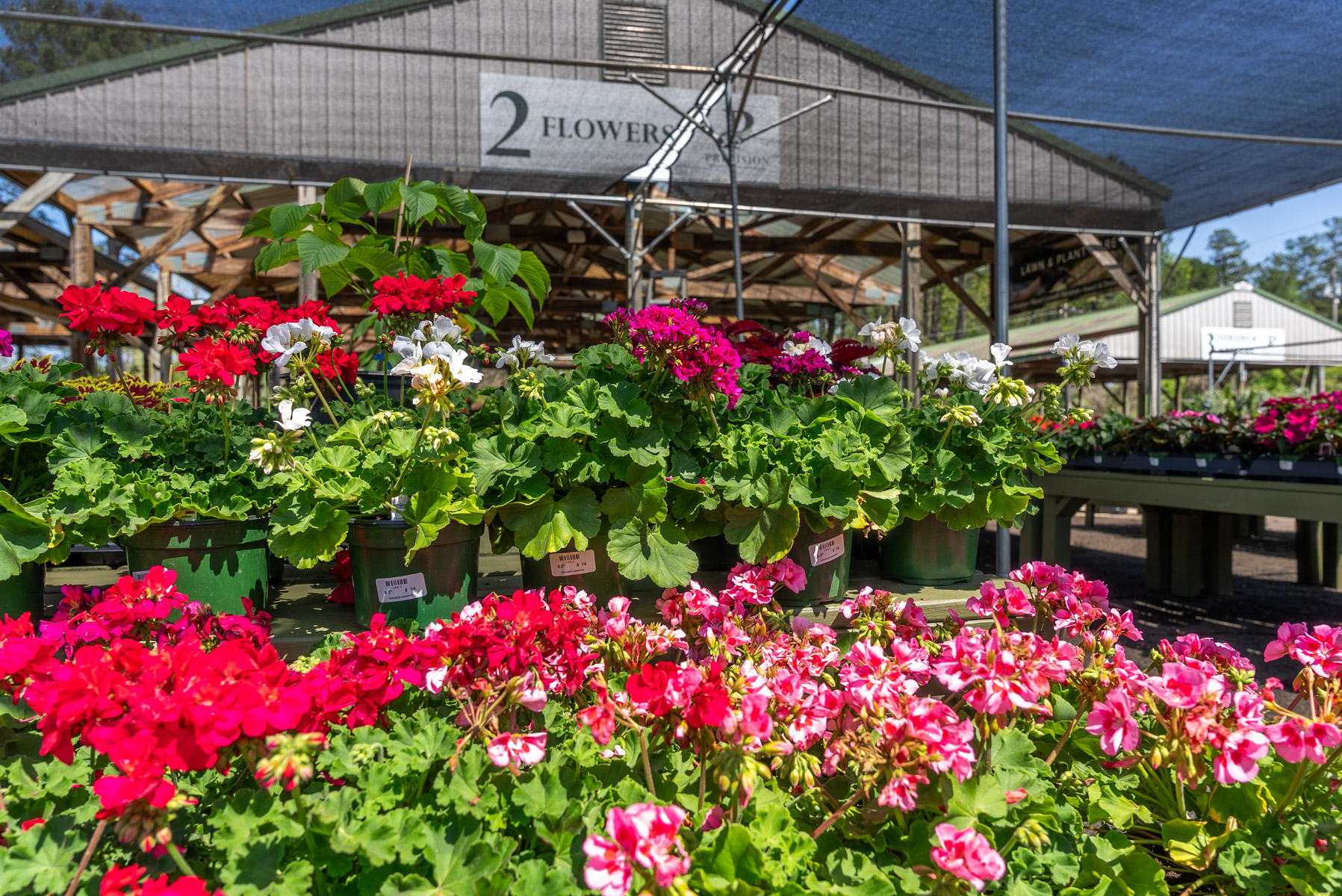 garden center geraniums