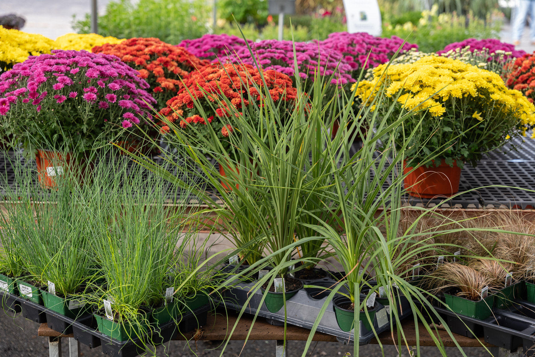 garden center ornamental grasses display